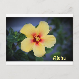 Postal cartão de posto hawaii com a flor do estado hawaii