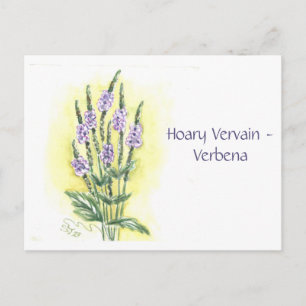 Postal Cartão de Posto Hoary Vervain-Verbena