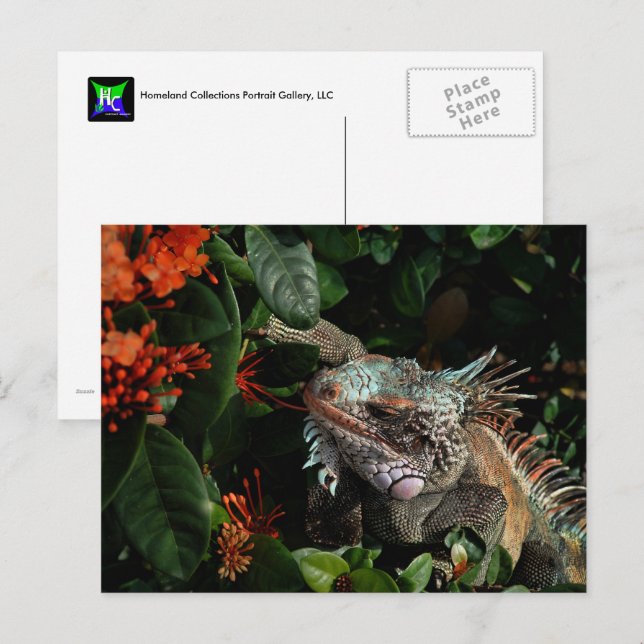 Postal Cartão de Posto Iguana Vibrante, Ilhas Virgens dos (Frente/Verso)