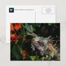 Cartão de Posto Iguana Vibrante, Ilhas Virgens dos