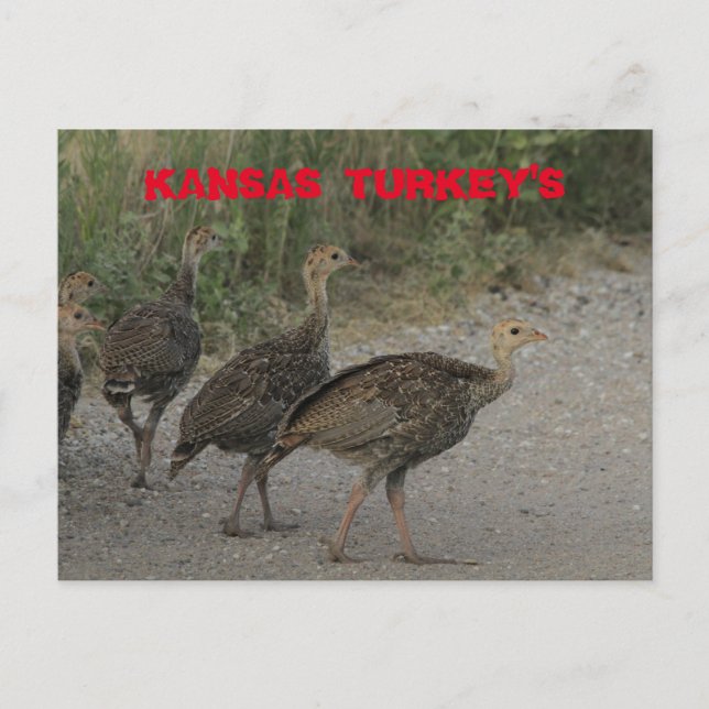 Postal Cartão de Posto Kansas Young Turkeys. (Frente)