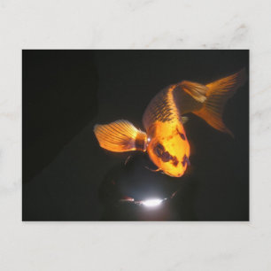 Postal Cartão de Posto Koi Não Cortado