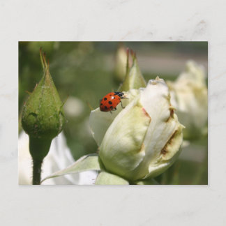 Postal Cartão de Posto LadyBug Rosebud