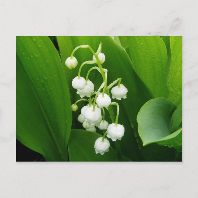 Postal Cartão de Posto Lily of the Valley (Frente)