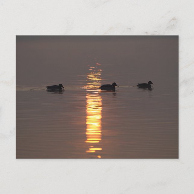 Postal Cartão de Posto Mallards (Frente)