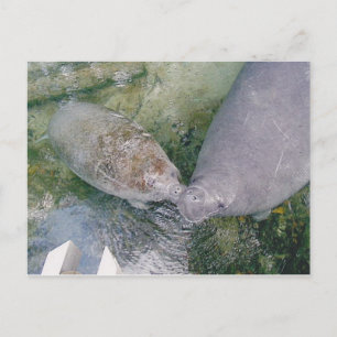 Postal Cartão de Posto Manatee Smooch
