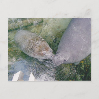 Postal Cartão de Posto Manatee Smooch