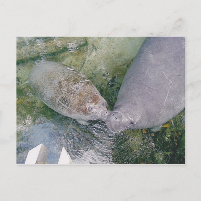 Postal Cartão de Posto Manatee Smooch (Frente)