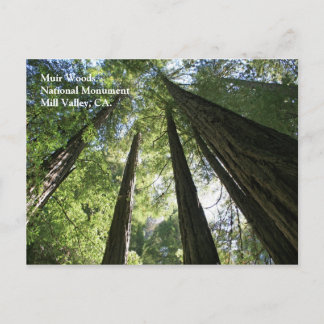 Postal Cartão de Posto Muir Woods