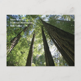 Postal Cartão de Posto Muir Woods