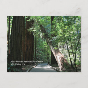 Postal Cartão de Posto Muir Woods