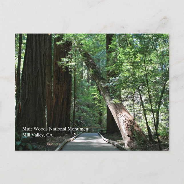 Postal Cartão de Posto Muir Woods (Frente)