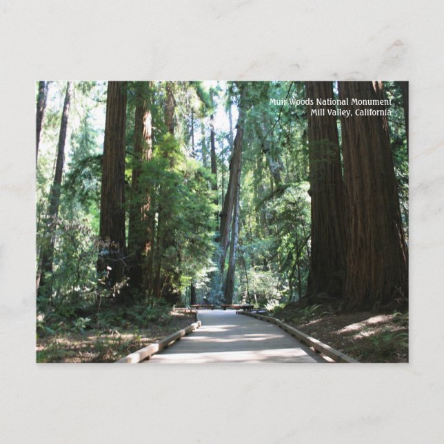 Postal Cartão de Posto Muir Woods (Frente)