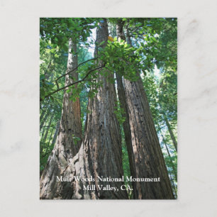Postal Cartão de Posto Muir Woods