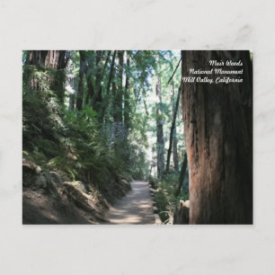 Postal Cartão de Posto Muir Woods