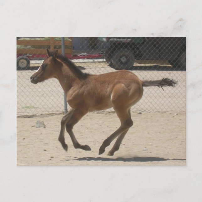 Postal Cartão de Posto Mustang-Spirit (Frente)