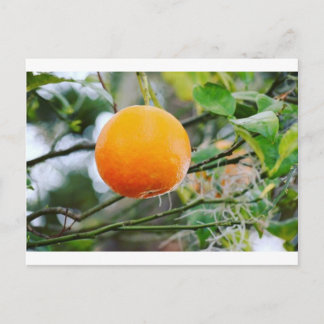 Postal Cartão de Posto Orange da Flórida