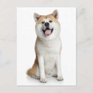 Postal Cartão de Posto para Cachorro de Cachorro de Shib