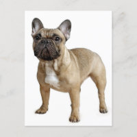 Cartão de Posto para Cachorro-Louco Francês