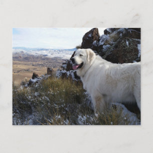 Postal Cartão de posto para Cachorros Majestosos