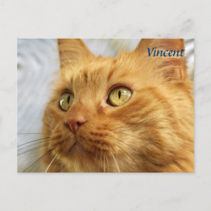 Postal Cartão de Posto para Gatos de Maine Laranja