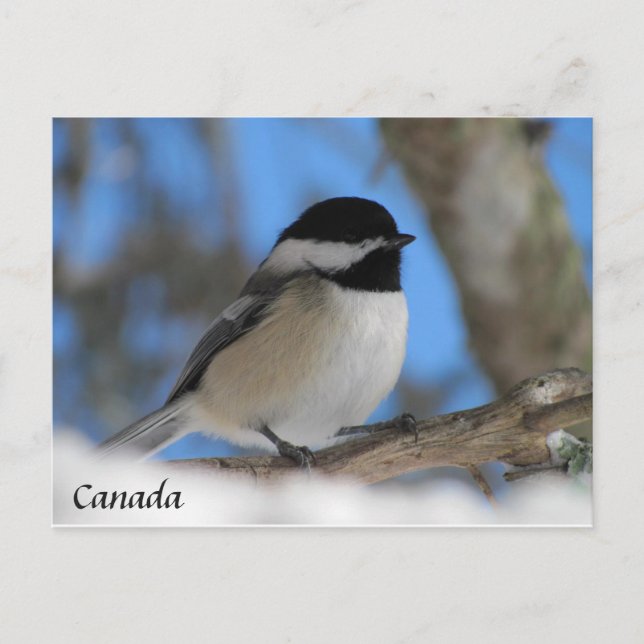 Postal Cartão de Posto Pássaro do Canadá Personalizado (Frente)