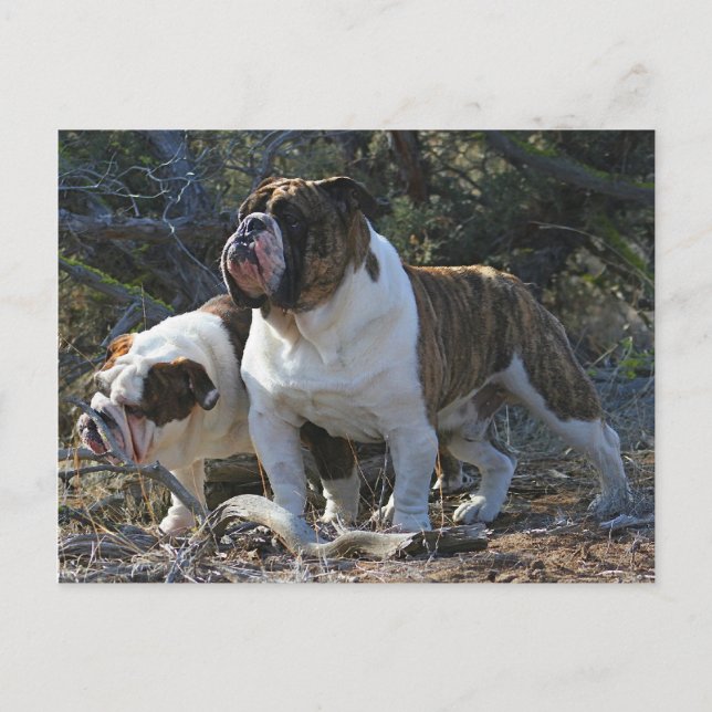 Postal Cartão de Posto Real Bulldog (Frente)