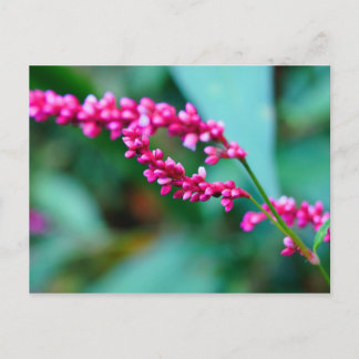 Postal Cartão de Posto Rosa Pequenas Flores