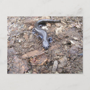 Postal Cartão de Posto Salamander