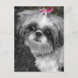 Postal Cartão de Posto Shih Tzu