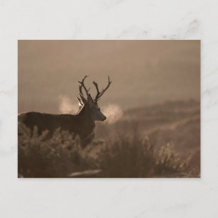 Postal Cartão de Posto Stags