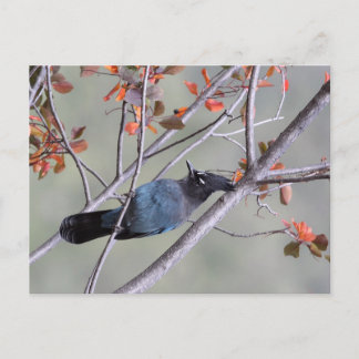 Postal Cartão de Posto Steller Jay