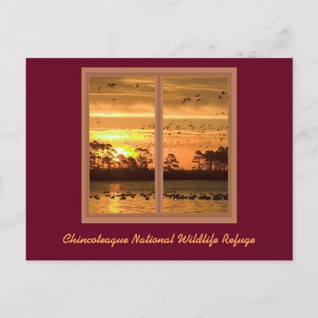 Postal Cartão de Posto Sunset da Ilha Chincoteague (Frente)