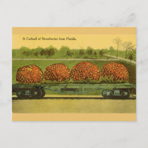 Postal Cartão de Posto Vintage Florida Strawberry Viagem