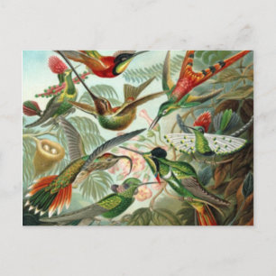 Postal Cartão de Posto Vintage Hummingbird