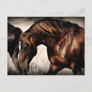 Postal Cartão de Posto Wild Stallion