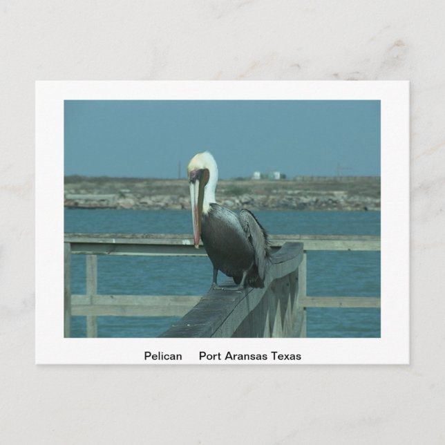 Postal Cartão de Posto Wildlife (Frente)