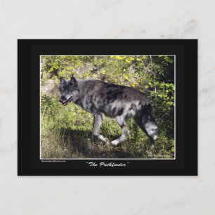Postal Cartão de Posto Wolf da cinza