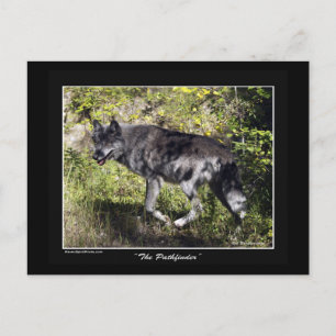 Postal Cartão de Posto Wolf da Cinza "Pathfinder"