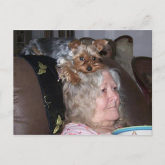 Postal Cartão de posto Yorkshire Terrier