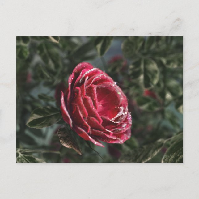 Postal Cartão de Presente de Despedida do Inverno (Frente)