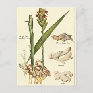 Postal Cartão de receitas de ilustração de gengibre de Vi