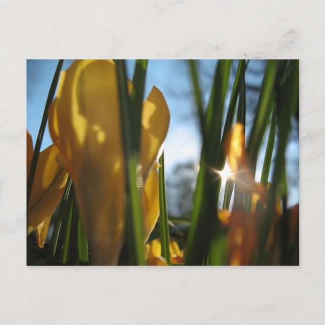 Postal Cartão de saudação "Jardim Sunset" (Frente)