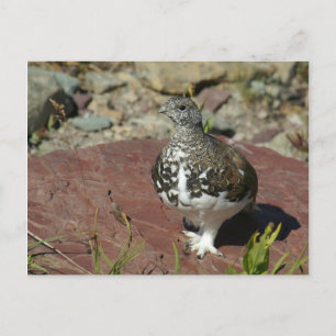 Postal Cartão de Saudação Ptarmigan de cauda branca