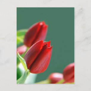 Postal Cartão de Tulipas