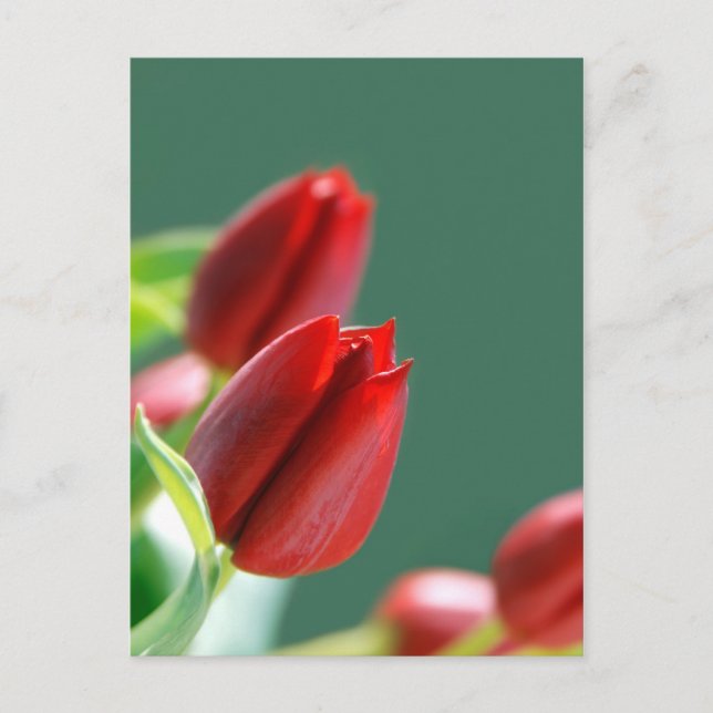 Postal Cartão de Tulipas (Frente)
