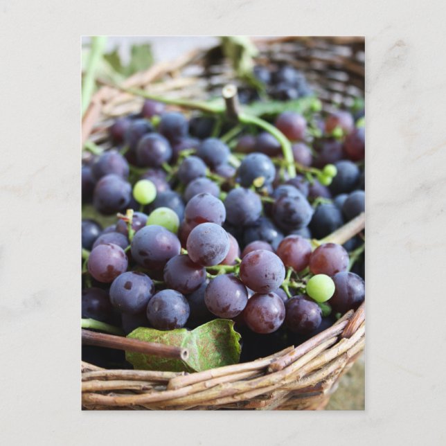 Postal Cartão de uvas italianas (Frente)
