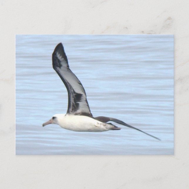 Postal Cartão do albatroz de Laysan (Frente)