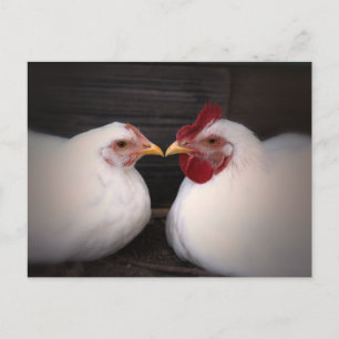 Postal Cartão do amor da galinha