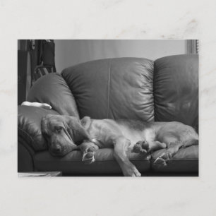 Postal Cartão do Bloodhound de Bella